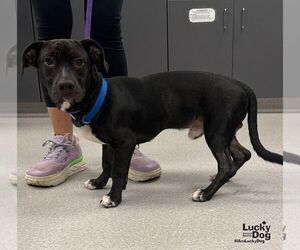 Dachshund-Unknown Mix Dogs for adoption in Washington, DC, USA