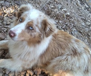 Mother of the Australian Shepherd puppies born on 05/25/2026