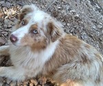 Small Photo #1 Australian Shepherd Puppy For Sale in WESTPOINT, TN, USA