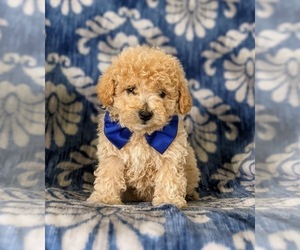 Maltipoo-Poodle (Miniature) Mix Puppy for sale in LINCOLN UNIV, PA, USA