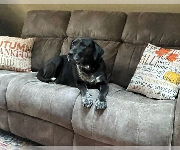 Medium Photo #4 Labrador Retriever-Plott Hound Mix Puppy For Sale in Brewster, NY, USA