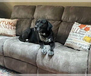 Journey - Female Labrador Retriever-Plott Hound Mix Dog for Adoption - Photo #4