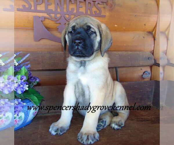 Medium Photo #9 Mastiff Puppy For Sale in CABOOL, MO, USA