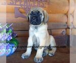 Small #8 Mastiff