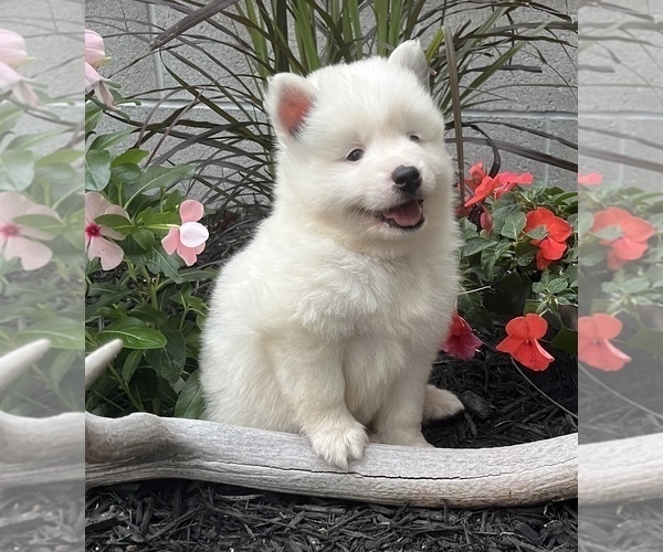 Medium Photo #1 Pomsky Puppy For Sale in DOVER, DE, USA