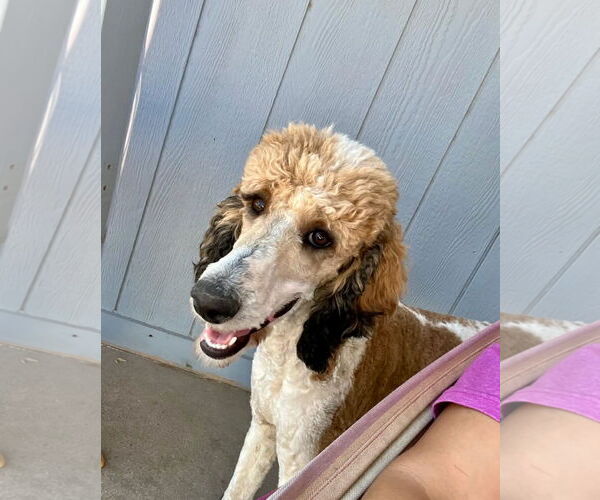 Medium Photo #1 Poodle (Standard)-Unknown Mix Puppy For Sale in Grafton, WI, USA