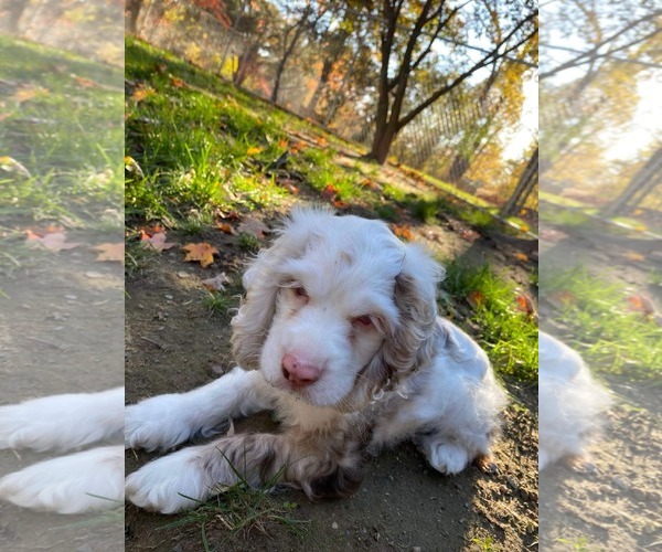 Medium Photo #2 Cocker Spaniel Puppy For Sale in Lewistown, PA, USA