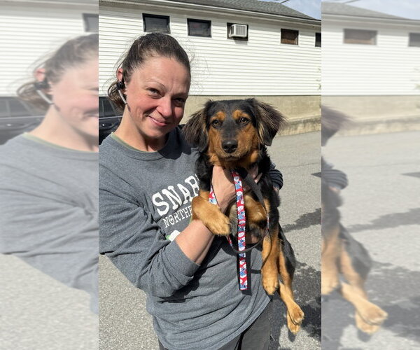 Medium Photo #1 Basschshund Puppy For Sale in Brewster, NY, USA