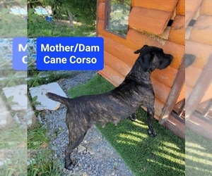Mother of the Cane Corso-Doberman Pinscher Mix puppies born on 02/01/2023