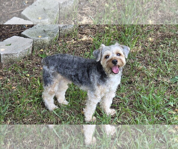 Medium Photo #2 Mutt Puppy For Sale in Spring, TX, USA