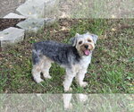 Small #1 Mutt