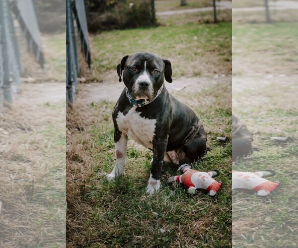 Medium Photo #1 Bullypit Puppy For Sale in Topeka, KS, USA