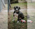 Small Bullypit