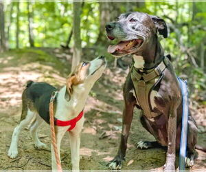 Beagle-Unknown Mix Dogs for adoption in Fultonham, NY, USA