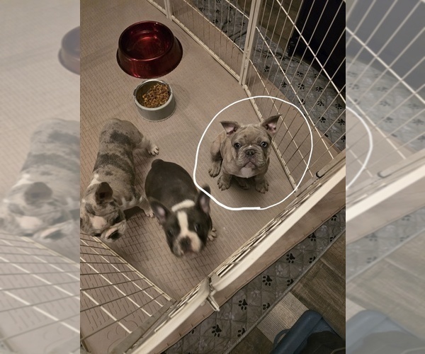 Medium Photo #6 French Bulldog Puppy For Sale in NAMPA, ID, USA