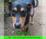 Small #2 Coonhound Mix