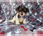 Small #2 Yorkshire Terrier