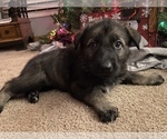 Small Photo #4 German Shepherd Dog Puppy For Sale in FAIRMOUNT, IN, USA