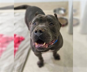 Mutt Dogs for adoption in Riverside, CA, USA
