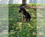 Small Photo #11 German Shepherd Dog Puppy For Sale in ORLANDO, FL, USA