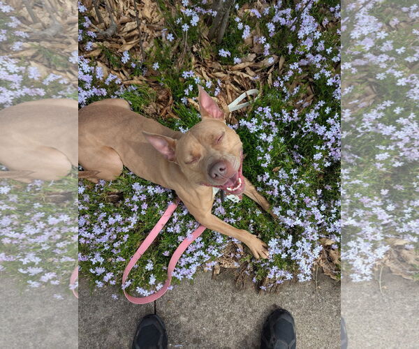Medium Photo #1 American Pit Bull Terrier-Unknown Mix Puppy For Sale in Germantown, OH, USA