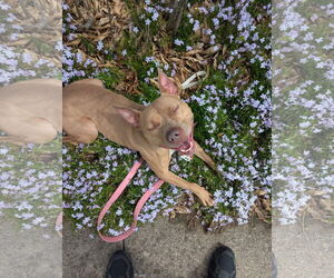 American Pit Bull Terrier-Unknown Mix Dogs for adoption in Germantown, OH, USA