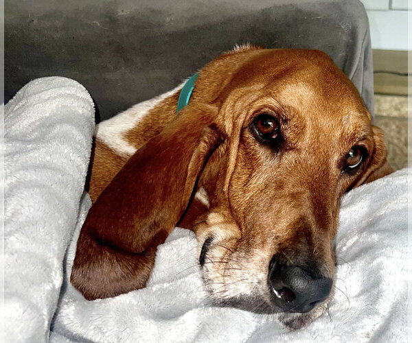 Medium Photo #8 Basset Hound Puppy For Sale in Brookville, OH, USA