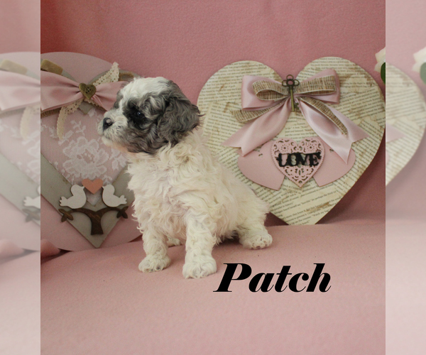Medium Photo #16 Poodle (Toy) Puppy For Sale in CHANUTE, KS, USA