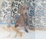 Puppy Jess Weimaraner