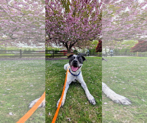 Medium Photo #5 American Pit Bull Terrier-Pointer Mix Puppy For Sale in Rockaway, NJ, USA