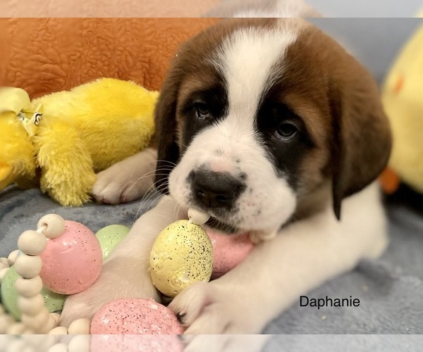Medium Photo #6 Saint Bernard Puppy For Sale in SAVANNAH, MO, USA