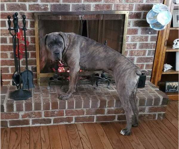 Medium Photo #1 Cane Corso Puppy For Sale in WARMINSTER, PA, USA