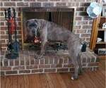 Small Photo #1 Cane Corso Puppy For Sale in WARMINSTER, PA, USA