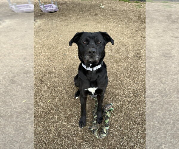Medium Photo #3 Labrador Retriever-Unknown Mix Puppy For Sale in Evansville, IN, USA