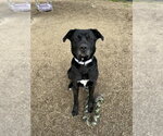 Small #2 Labrador Retriever Mix