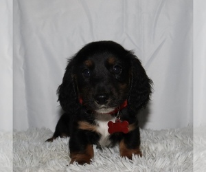 Dachshund Puppy for sale in INDEPENDENCE, IA, USA