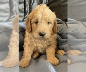 Goldendoodle Puppy for sale in COLORADO SPRINGS, CO, USA