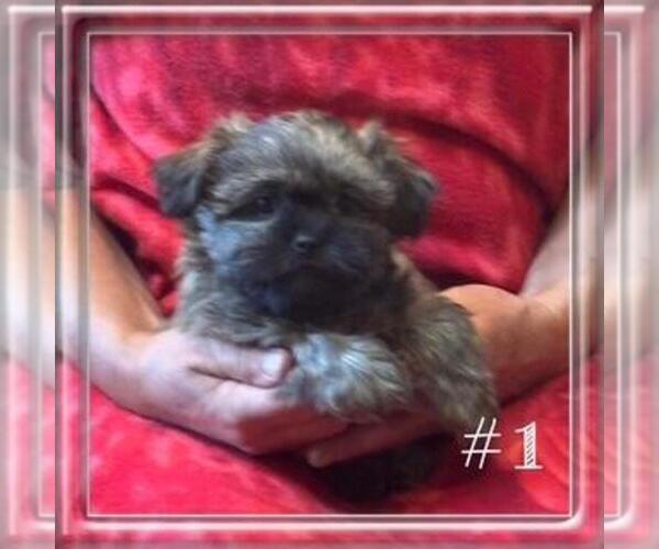 Medium Photo #2 Shorkie Tzu Puppy For Sale in FALL CREEK, WI, USA