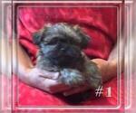 Small #1 Shorkie Tzu