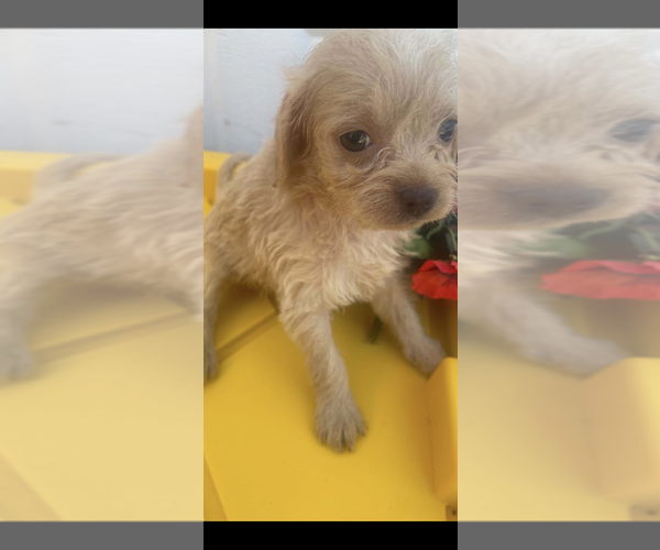 Medium Photo #1 Malchi-Poodle (Miniature) Mix Puppy For Sale in VENETA, OR, USA