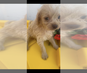 Malchi-Poodle (Miniature) Mix Puppy for sale in VENETA, OR, USA
