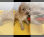 Image preview for Ad Listing. Nickname: Mia