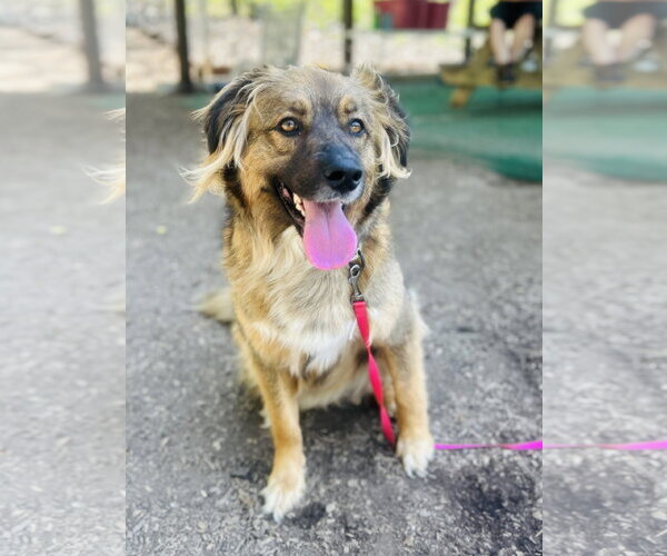 Medium Photo #4 Mutt Puppy For Sale in Clarkesville, GA, USA