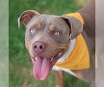 Small American Staffordshire Terrier Mix