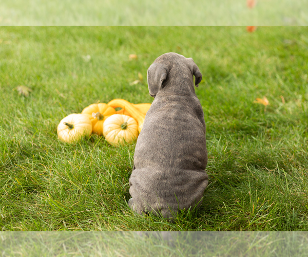 Medium Photo #4 Cane Corso Puppy For Sale in BOURBON, IN, USA