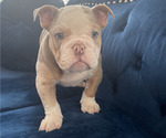 Small #7 English Bulldog