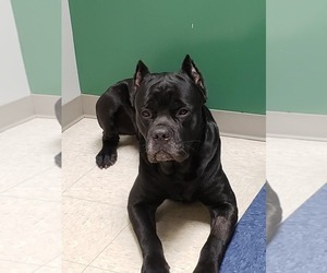 Father of the Cane Corso puppies born on 07/30/2019