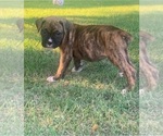 Puppy Puppy 6 Boxer