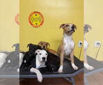 Small #2 American Pit Bull Terrier Mix