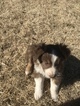 Small Photo #3 Australian Shepherd Puppy For Sale in SHALLOWATER, TX, USA